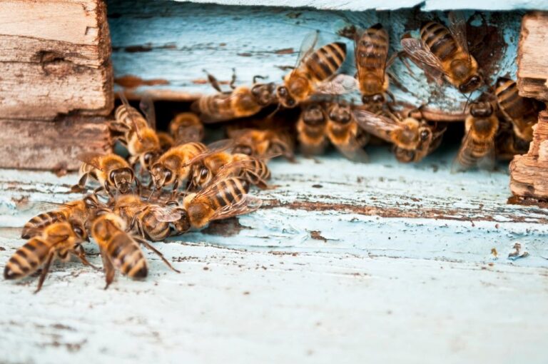 Are Carpenter Bees CAUSING Foam Roof DAMAGE in Scottsdale, AZ?