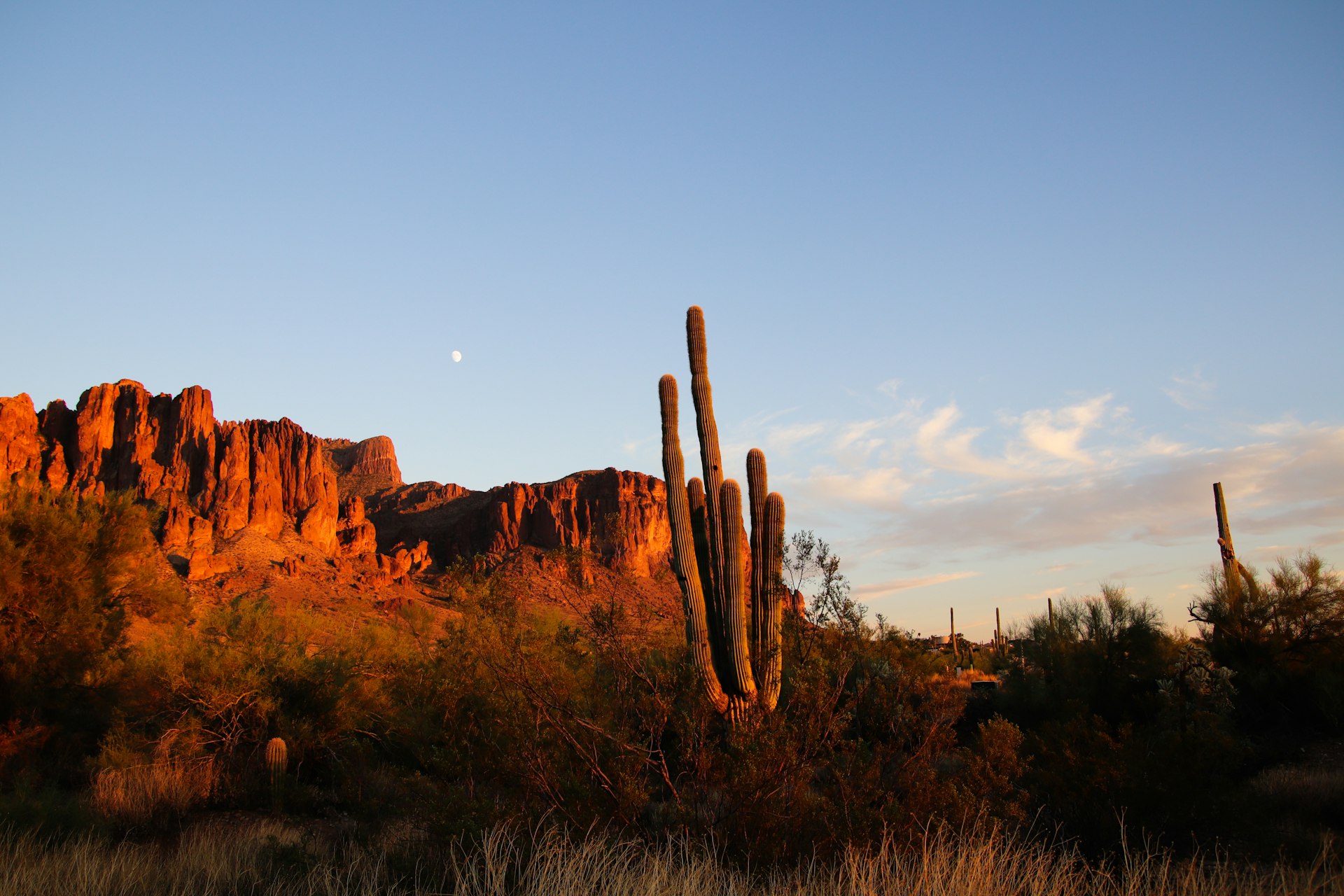 Desert landscape with cactus and mountains in Arizona
