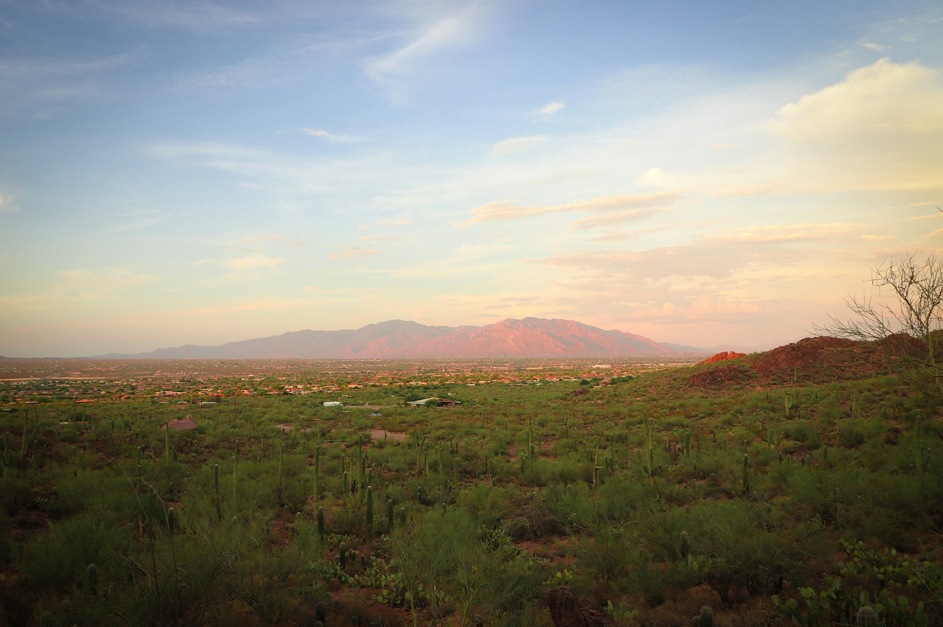 Desert foothills covered in saguaro cactus in Arizona