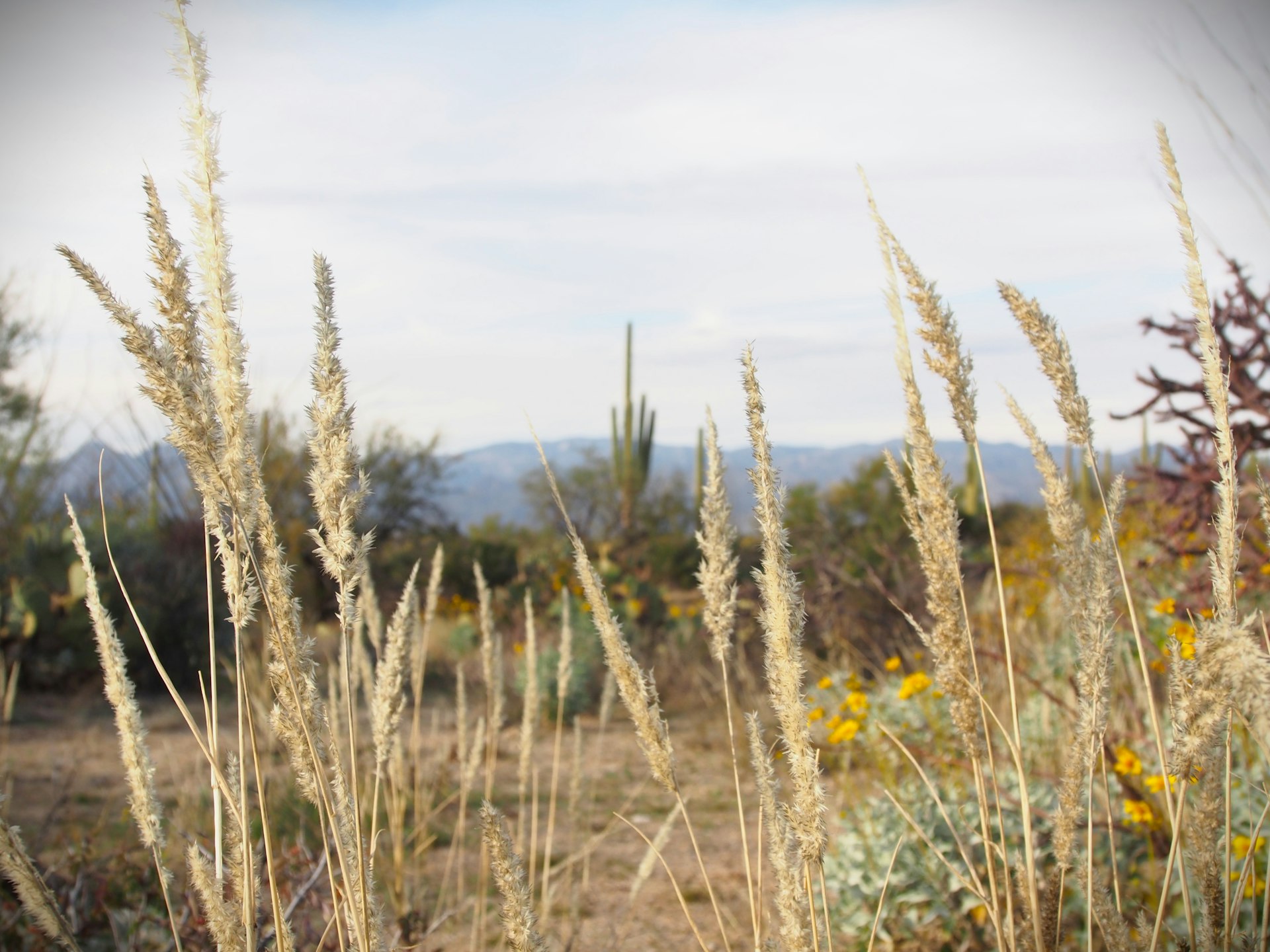 Dry desert grass with a cactus in the Sonoran Desert