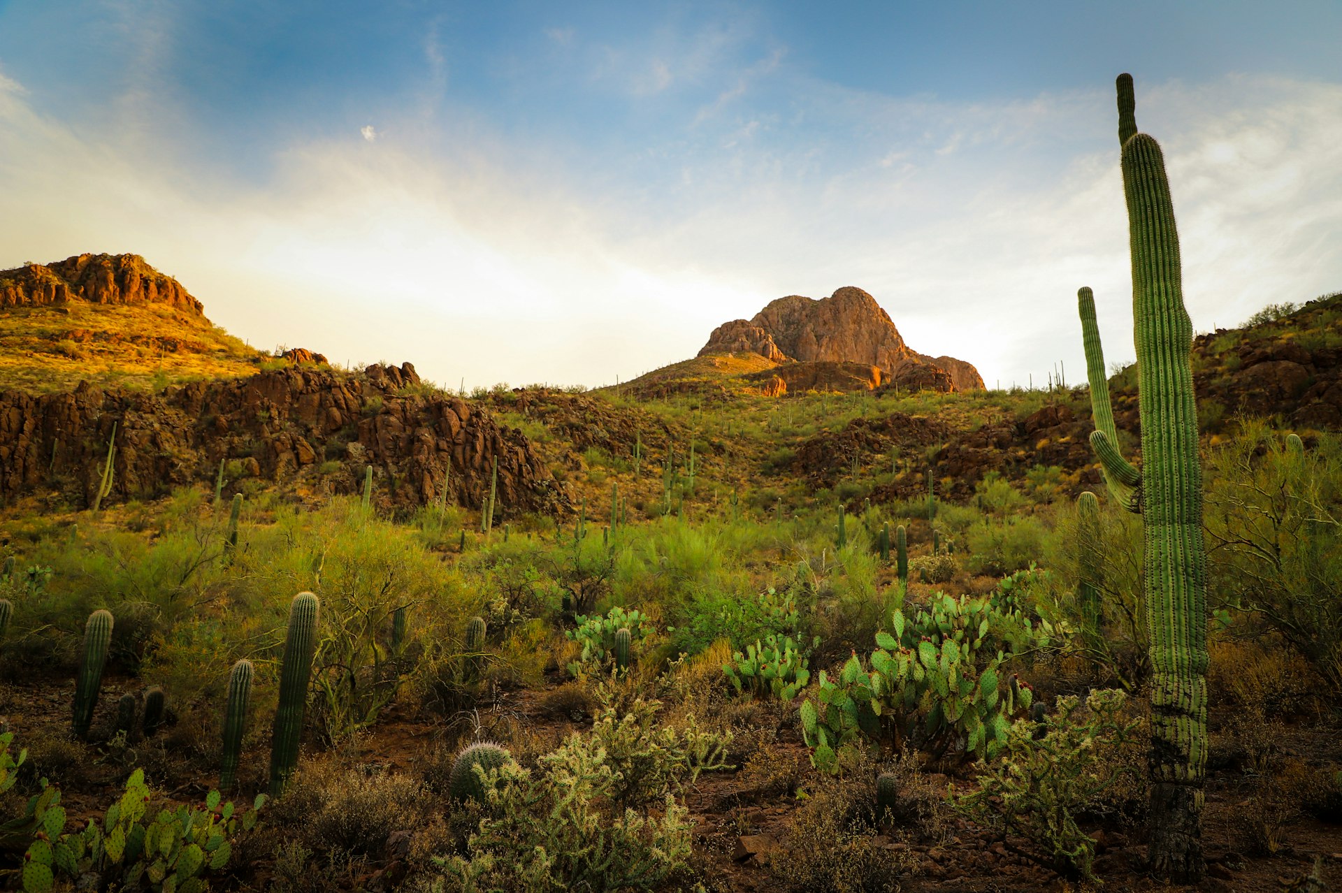 Desert mountain peak with saguaro cactus in Arizona
