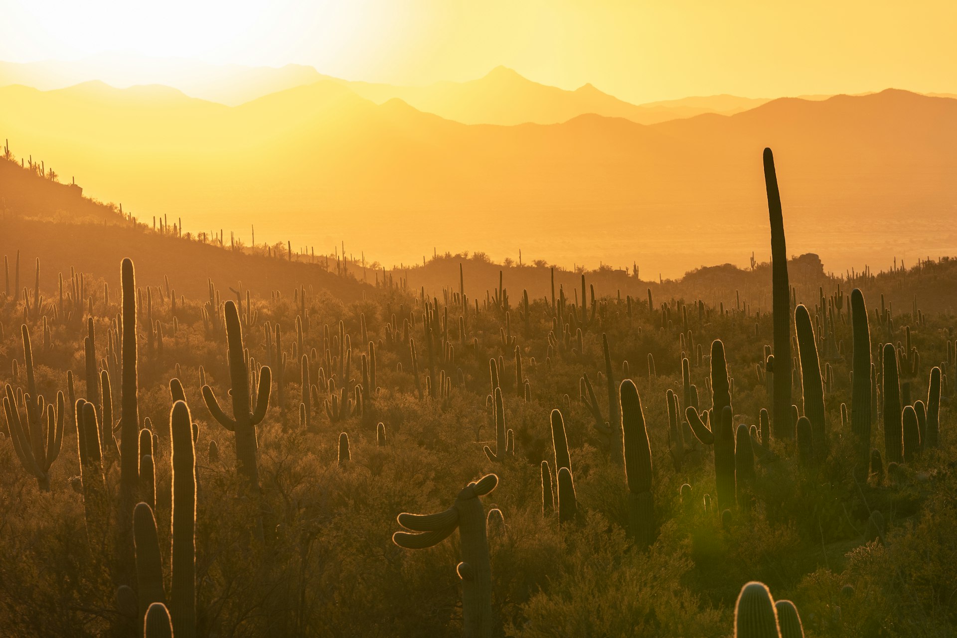 Green farm field at sunset in Arizona