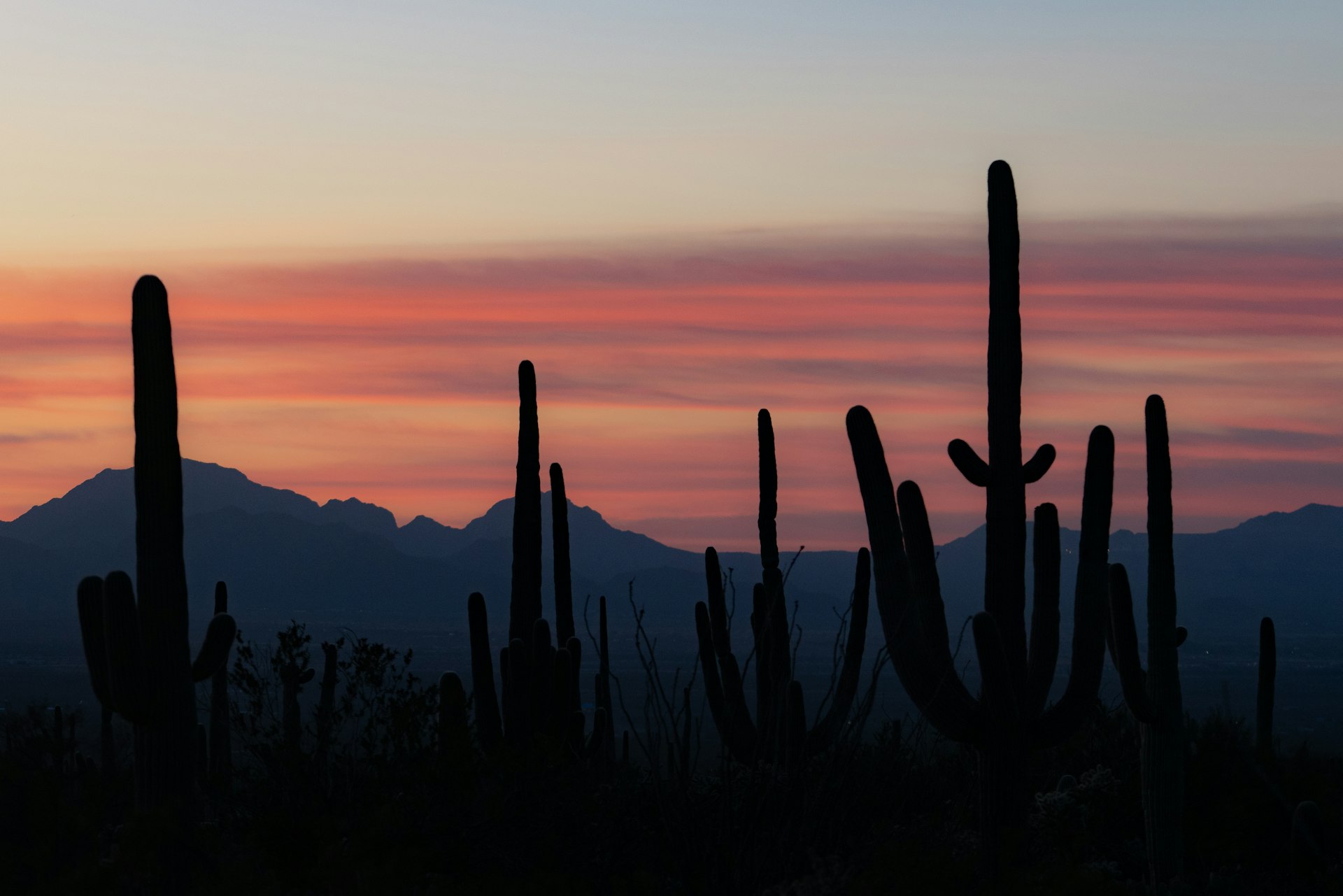 Saguaro cactus silhouettes at sunset in the West Valley near Goodyear, AZ