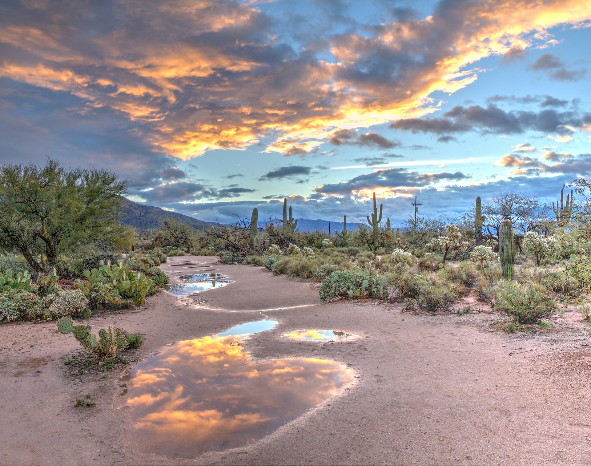 Saguaro cactus at sunrise in the Sonoran Desert