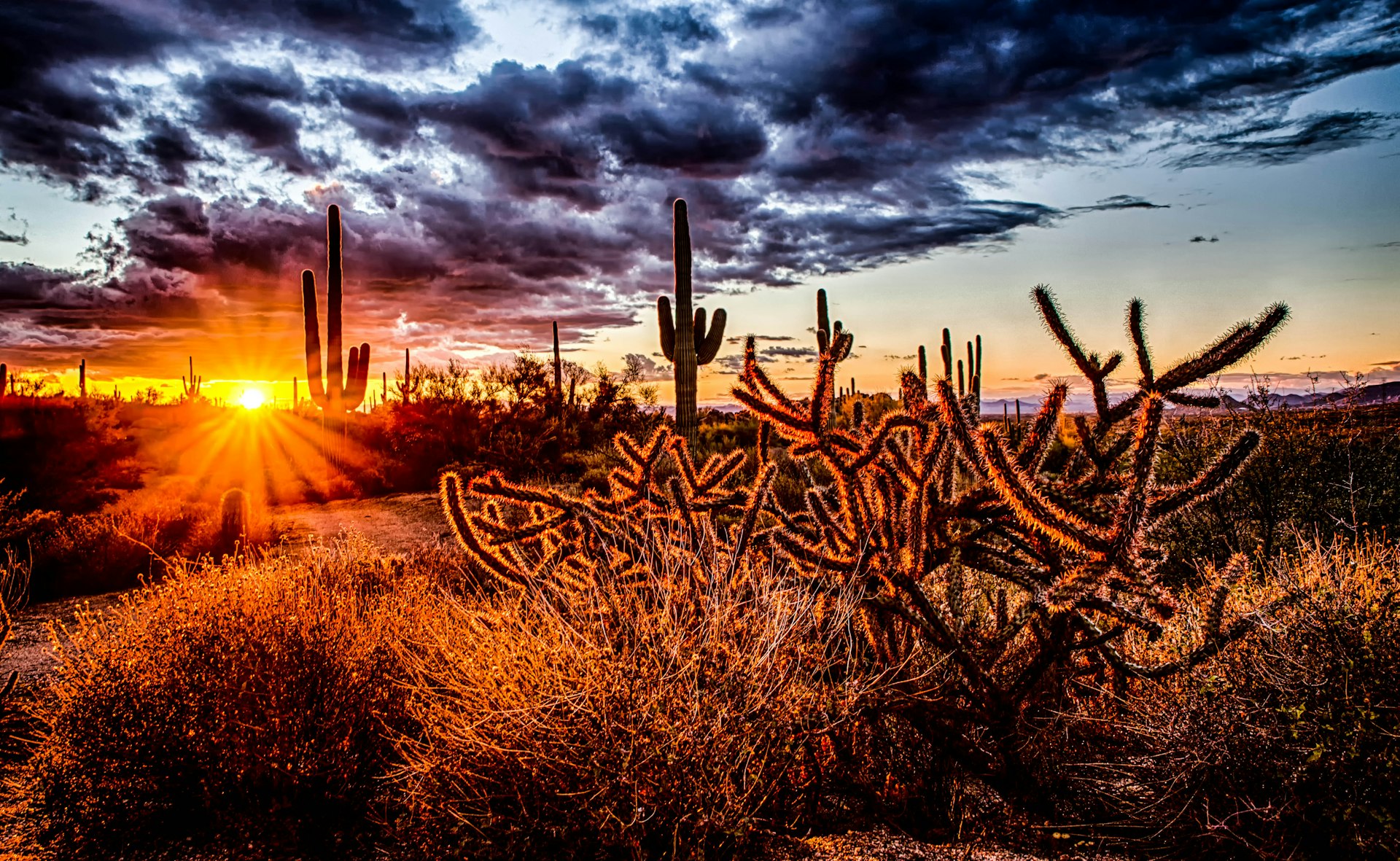 Sonoran Desert sunset with saguaro cactus