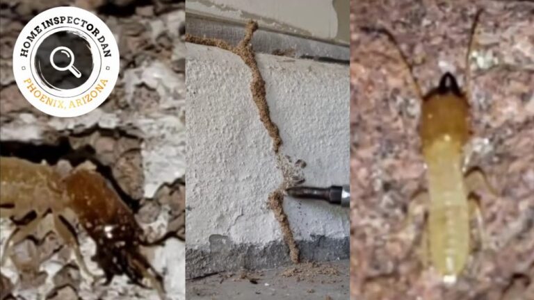 Termite mud tubes in an Arizona home