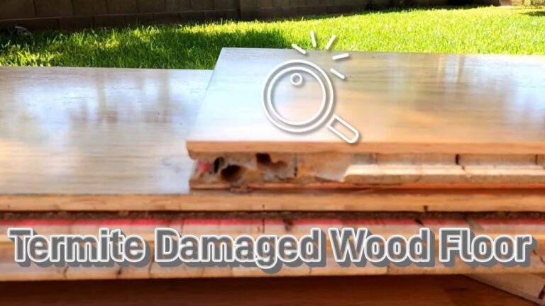 Termite damage found under a wood floor on a concrete slab in Arizona
