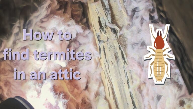 Severe termite damage found in a Tempe, Arizona home